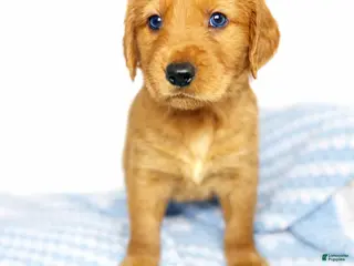 Golden Retriever dogs Golden Retriever Puppy 1 - Ad 42