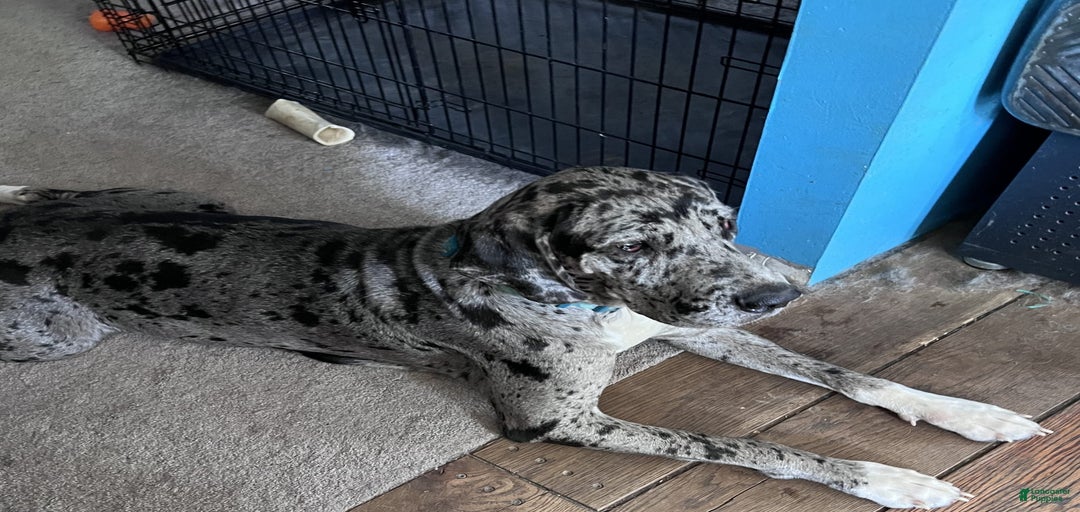 Gallery Image {{count}}