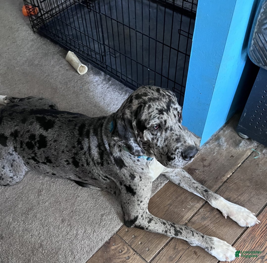 Gallery Image {{count}}