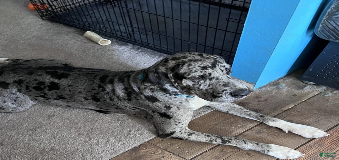 Gallery Image {{count}}