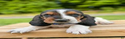 Basset Hound dogs for sale: Oscar - Ad 14