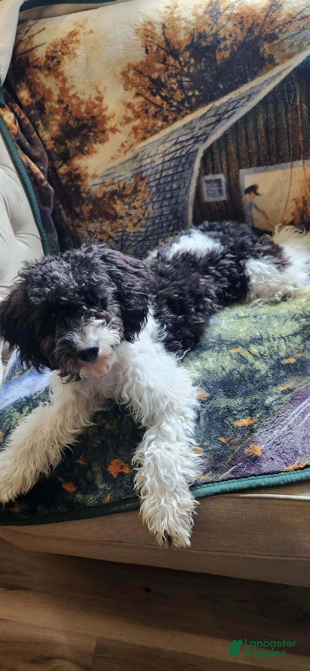 Cockapoo dogs for sale: Cockapoo 1 - Ad 3