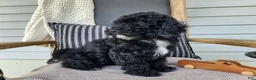 Mini Bernedoodle dogs for sale: Brock - Ad 3
