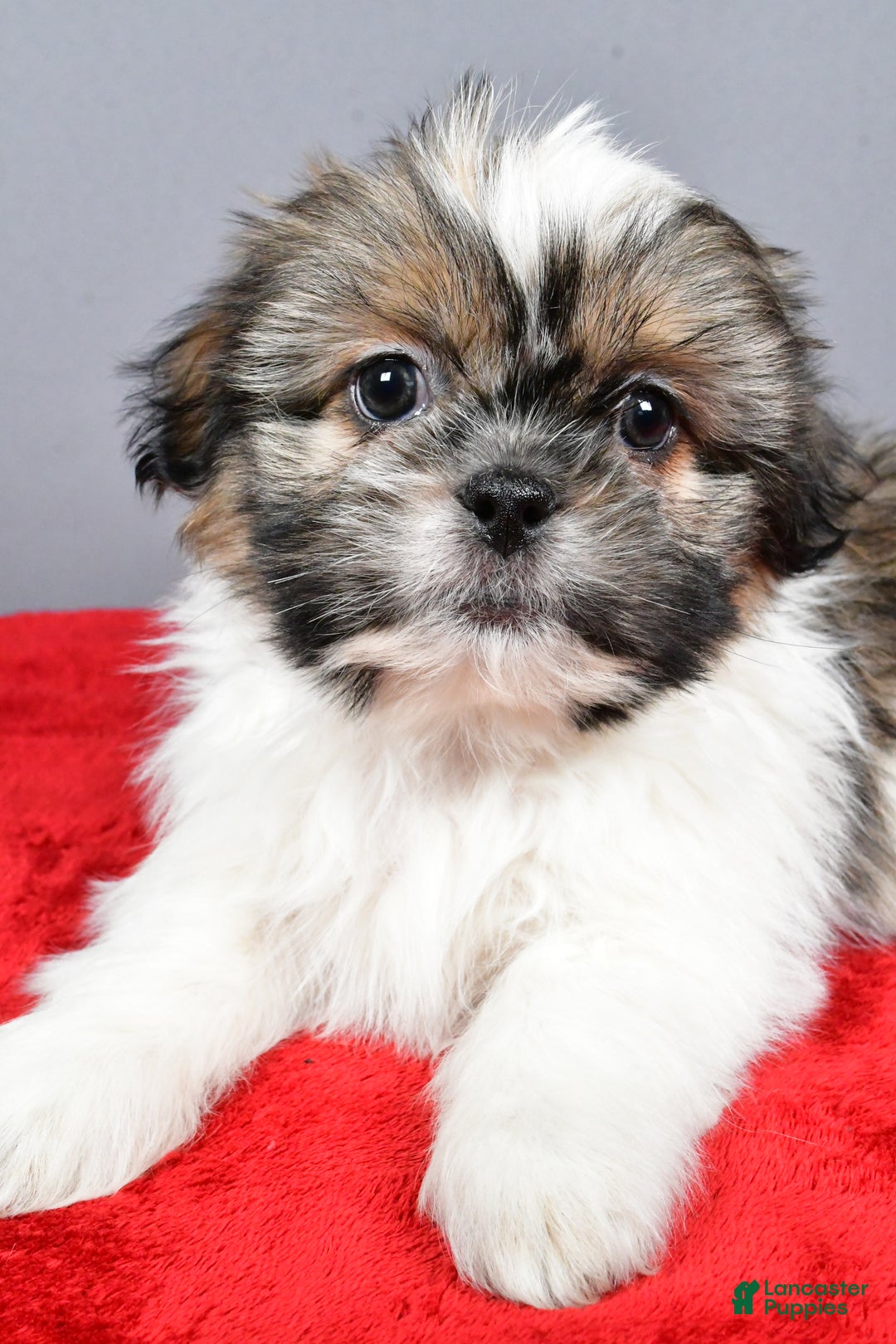 Shih Tzu dogs for sale: Markie - Ad 5