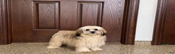 Lhasa Apso dogs for sale: Heather - Ad 4