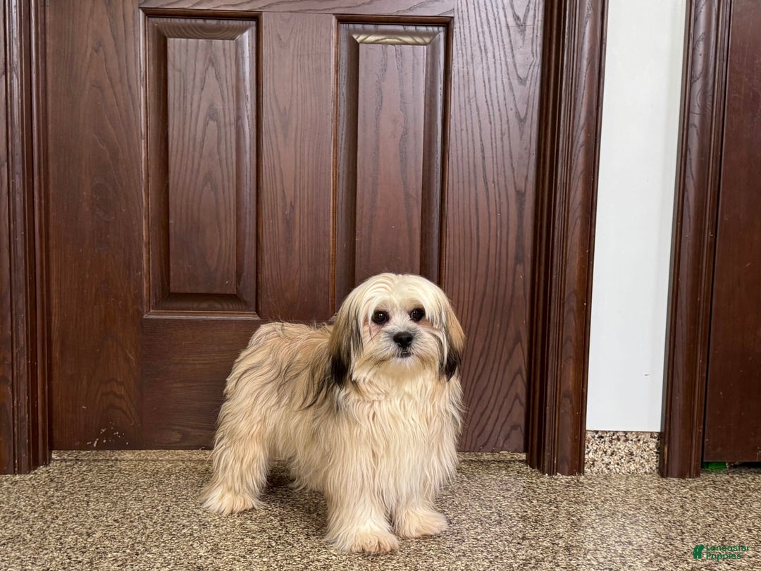 Lhasa Apso dogs for sale: Heather - Ad 4