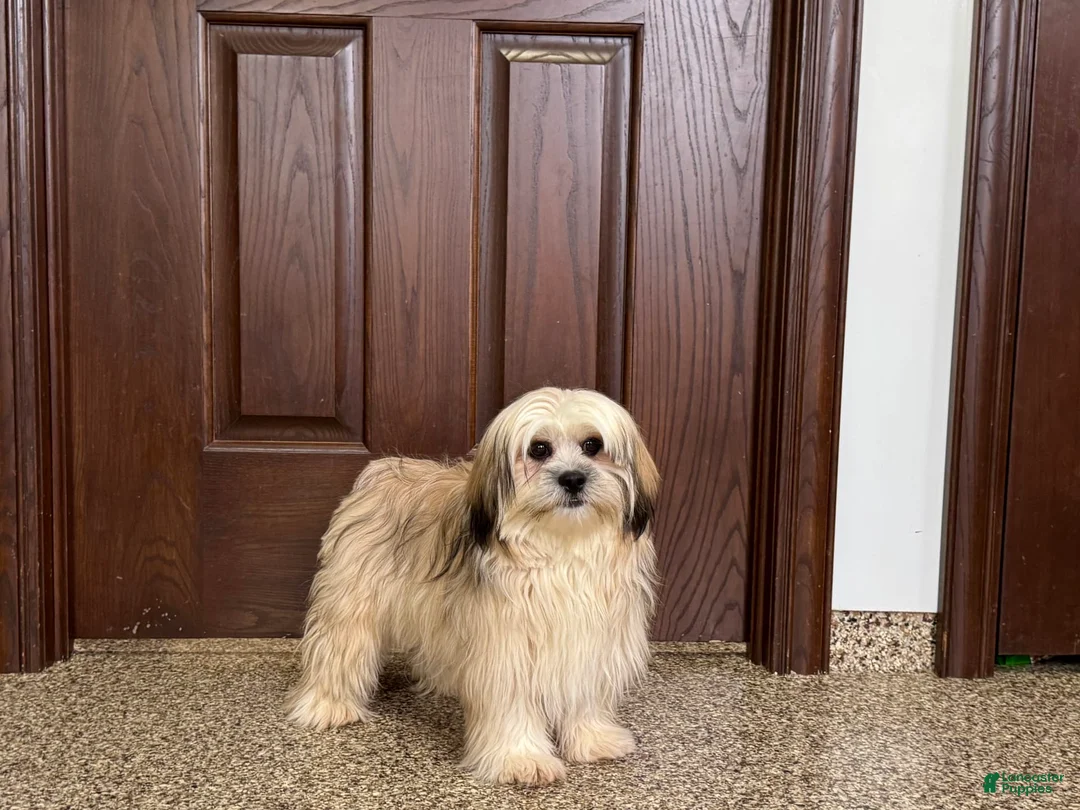 Lhasa Apso dogs for sale: Heather - Ad 4