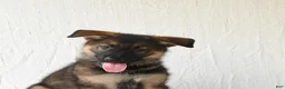 German Shepherd dogs for sale: Tiana - Ad 4