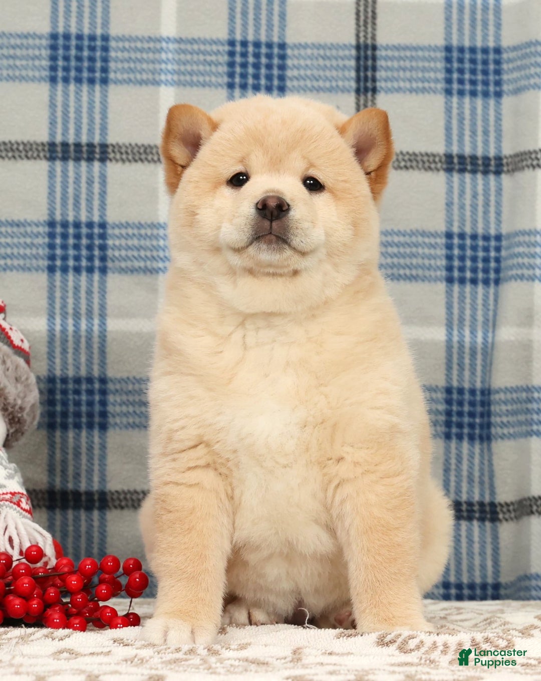 Shiba Inu dogs for sale: Jodie - Ad 5