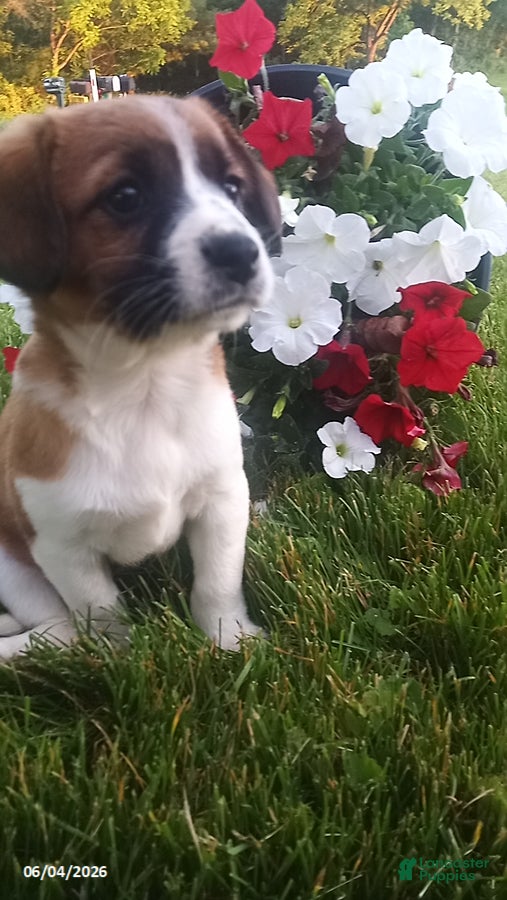 Mixed Breed dogs for sale: Sheila - Ad 7