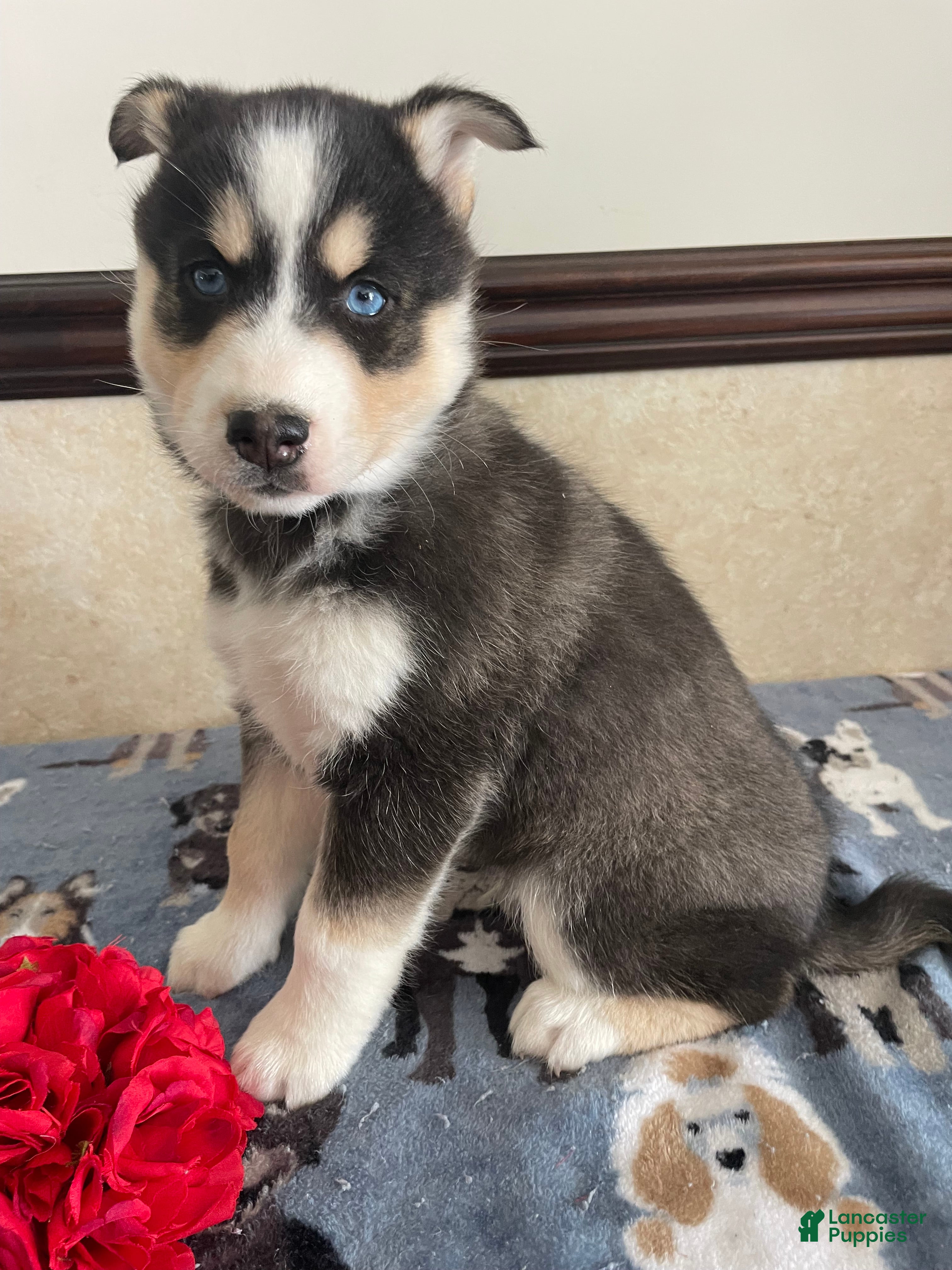 Pomsky dogs Ross - Ad 24