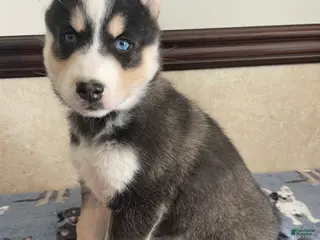 Pomsky dogs Ross - Ad 24