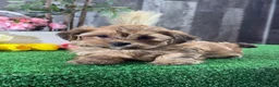 Lhasapoo dogs for sale: Alex  - Ad 4