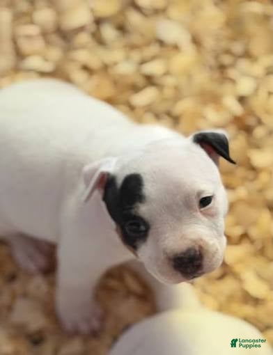 American Bully dogs for sale: American Bully 1 - Ad 37