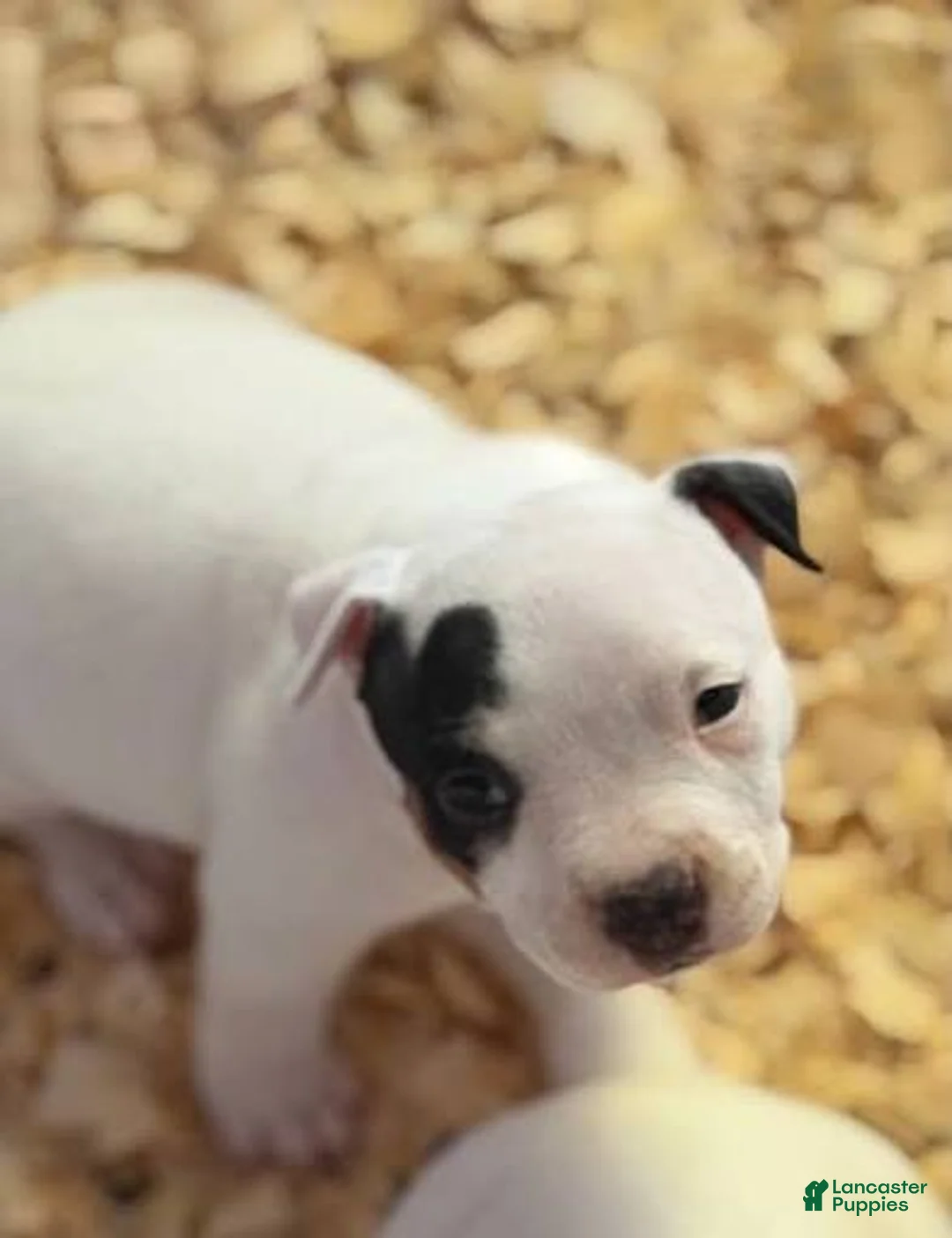 American Bully dogs for sale: American Bully 1 - Ad 1