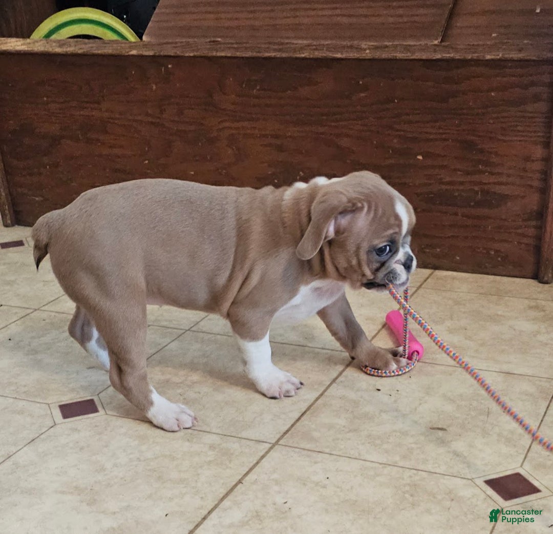 Mixed Breed dogs for sale: Tiny Tan Girl - Ad 3