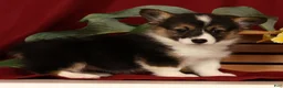 Welsh Corgi Pembroke dogs for sale: Jasmine - Ad 7