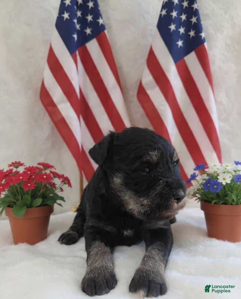 Miniature Schnauzer dogs AKC Hot Rod - Ad 40