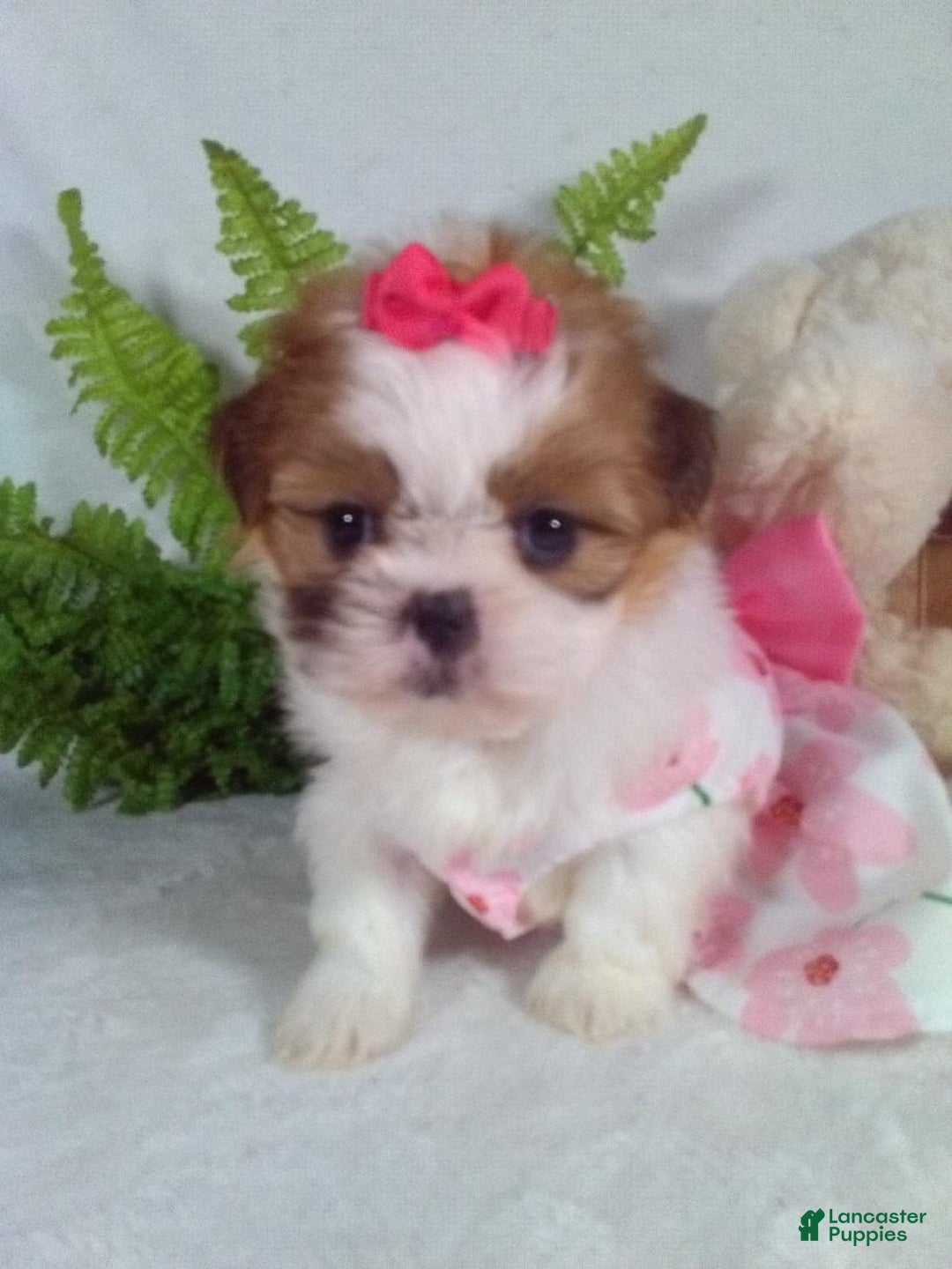 Shih Tzu dogs for sale: Cookie - Ad 2