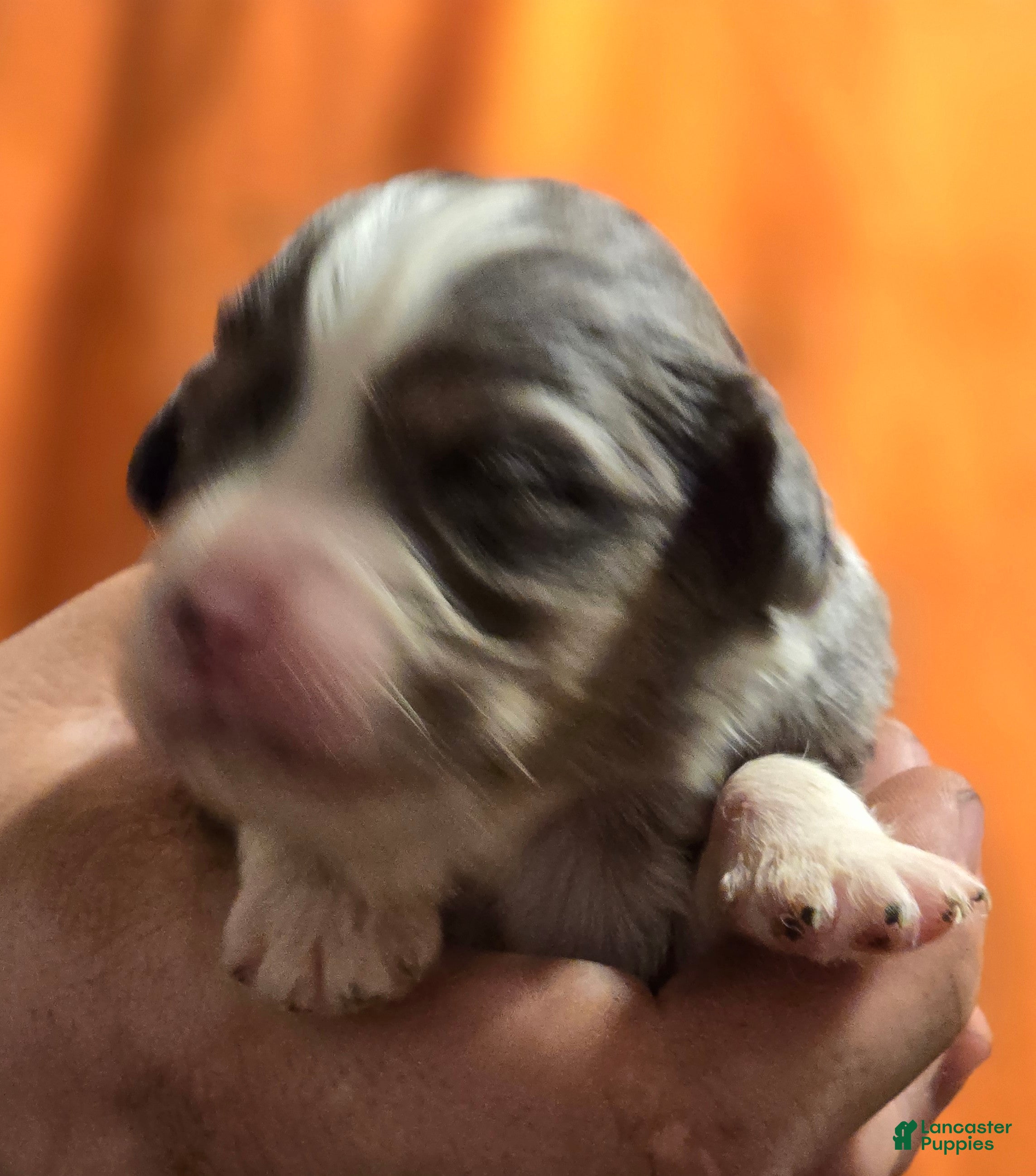 Mixed Breed dogs for sale: Parker - Ad 4