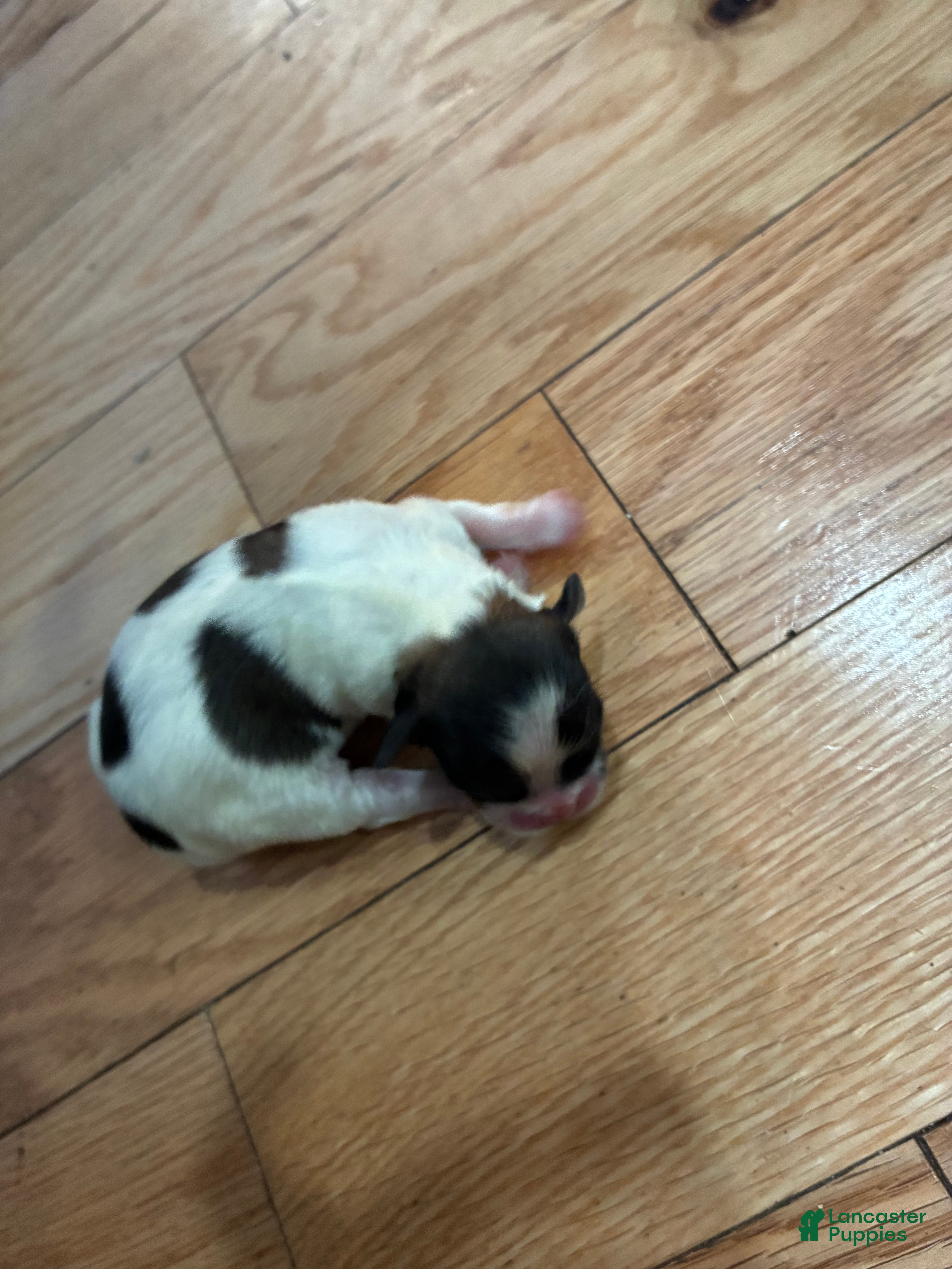 Mixed Breed dogs for sale: Shih Tzu 5 - Ad 15