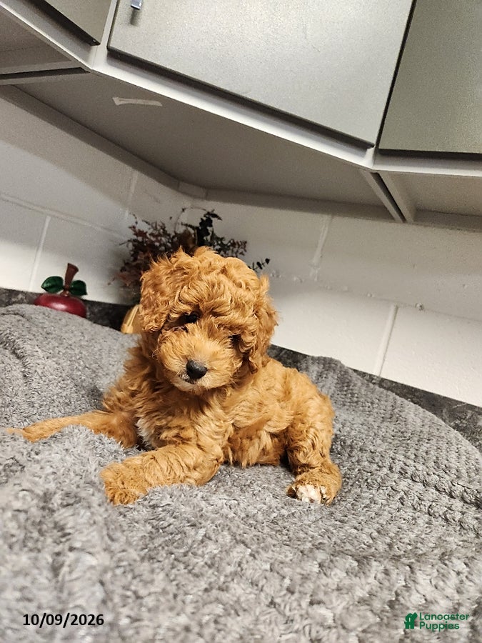 Mini Goldendoodle dogs Bear - Ad 2