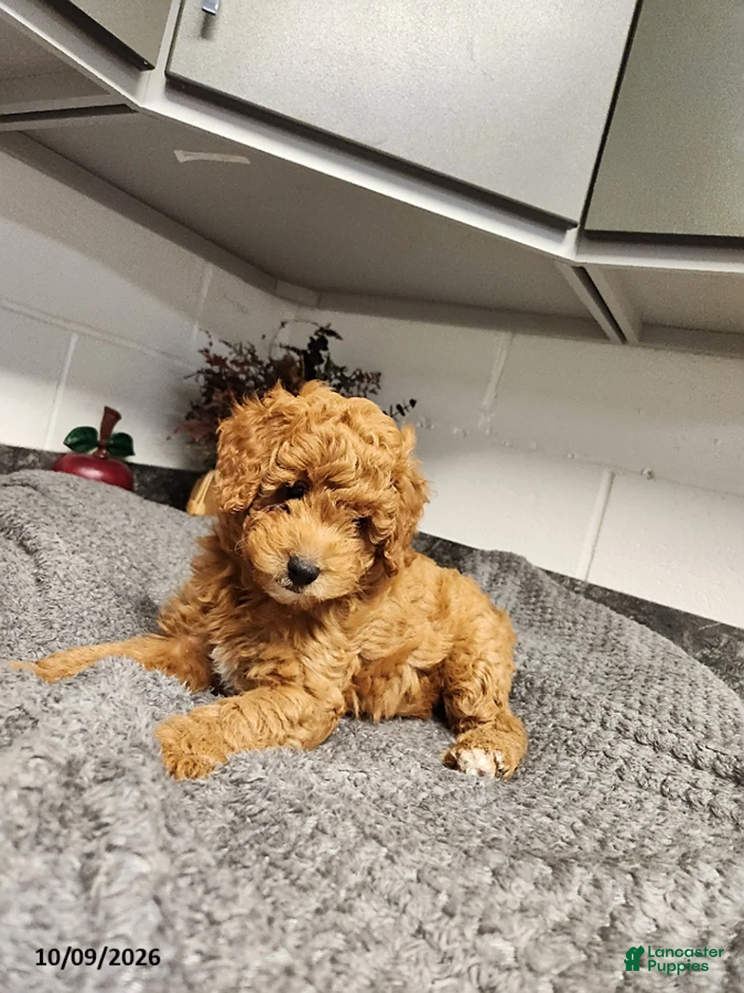 Mini Goldendoodle dogs for sale: Bear - Ad 2