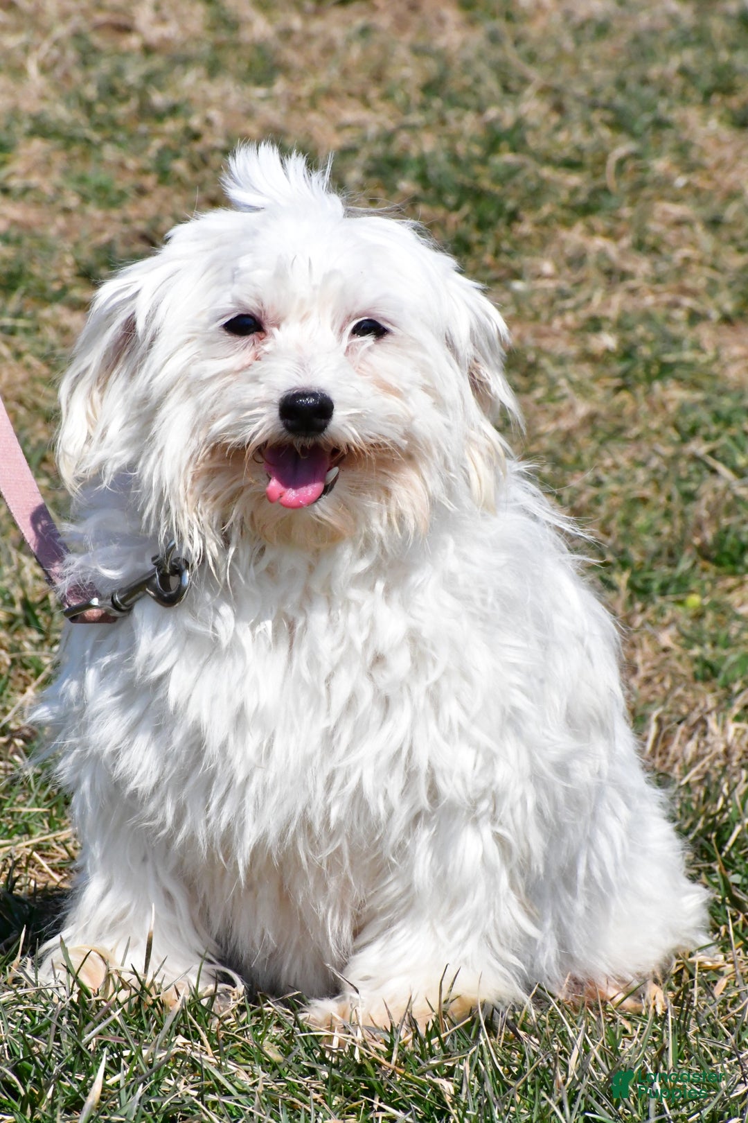 Maltese dogs for sale: Jordan - Ad 10