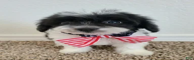 Maltipoo 2