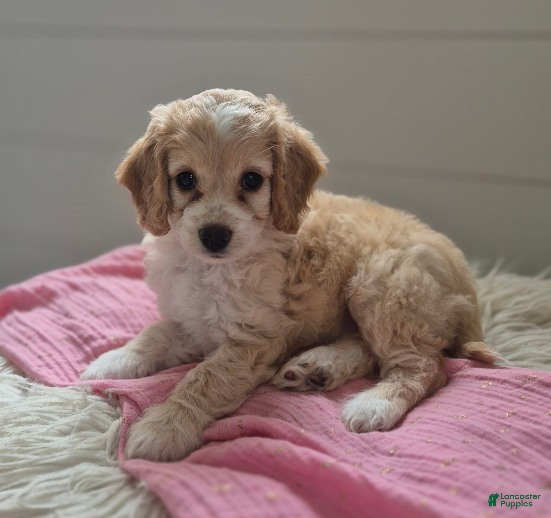 Cockapoo dogs for sale: Sophie - Ad 2