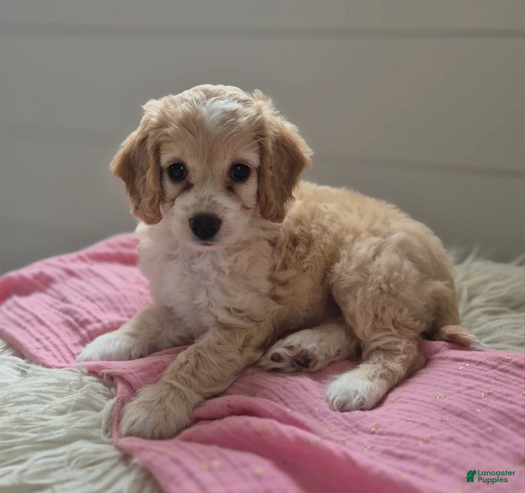 Cockapoo dogs for sale: Sophie - Ad 2
