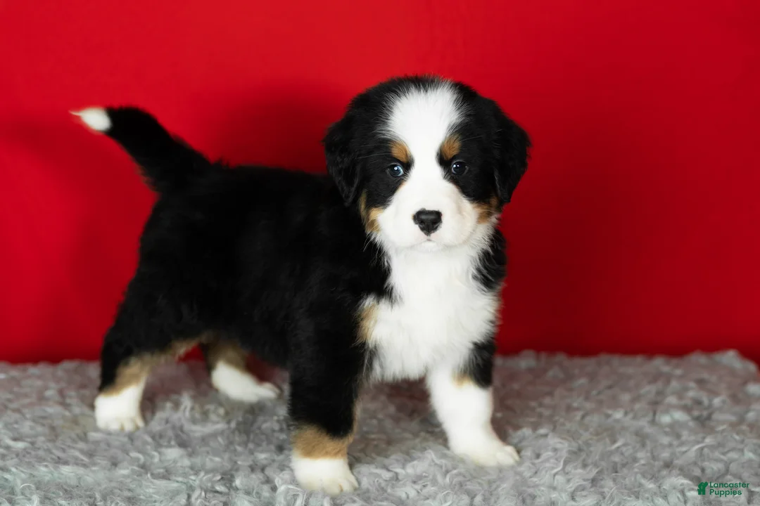 Bernese Mountain Dog dogs for sale: Sarge - Ad 3