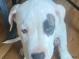 American Pit Bull Terrier dogs Pongo - Ad 3