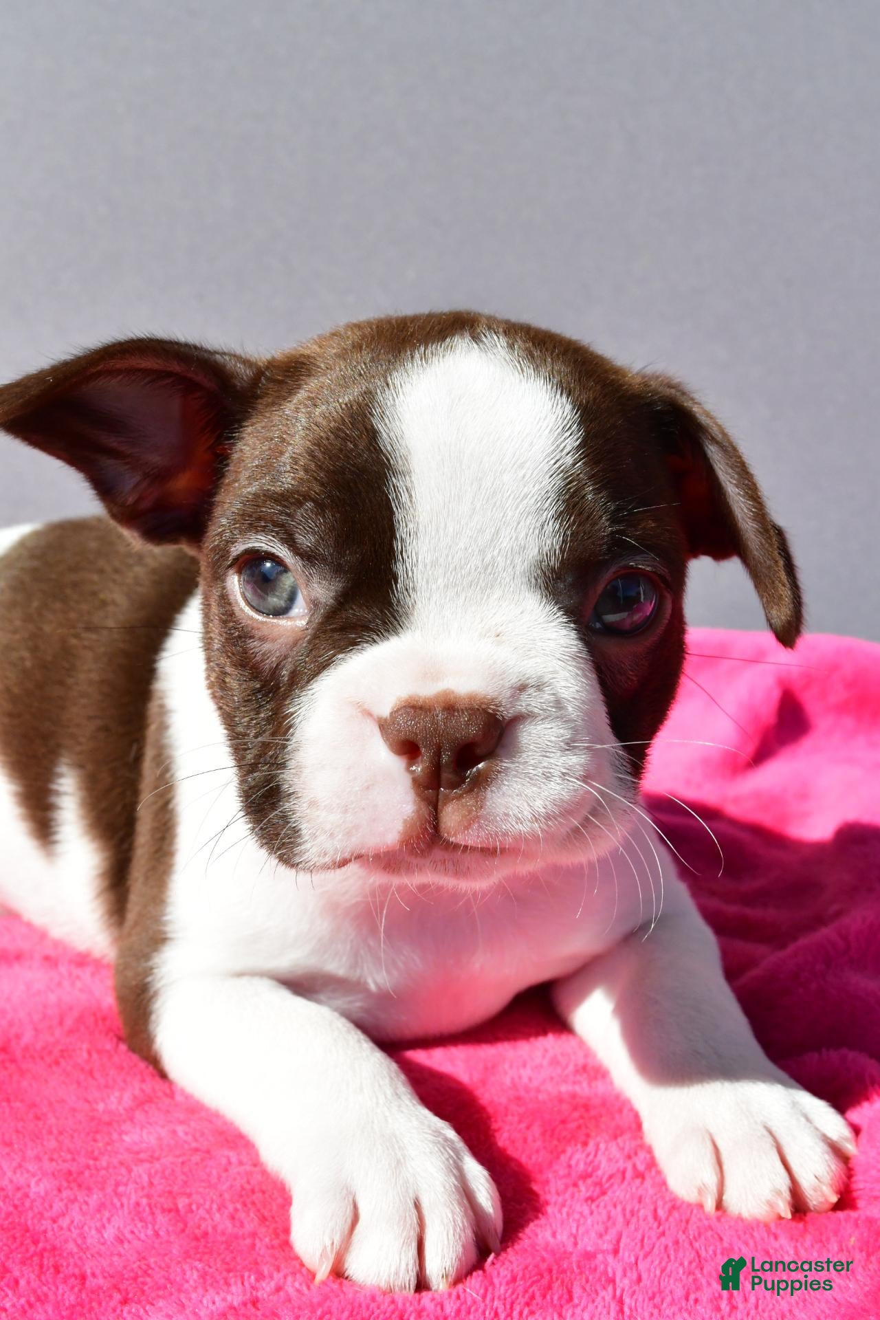 Boston Terrier dogs Trixie - Ad 1