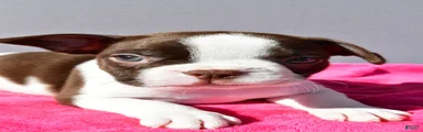 Trixie