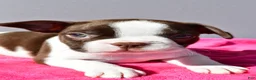 Boston Terrier dogs for sale: Trixie - Ad 1