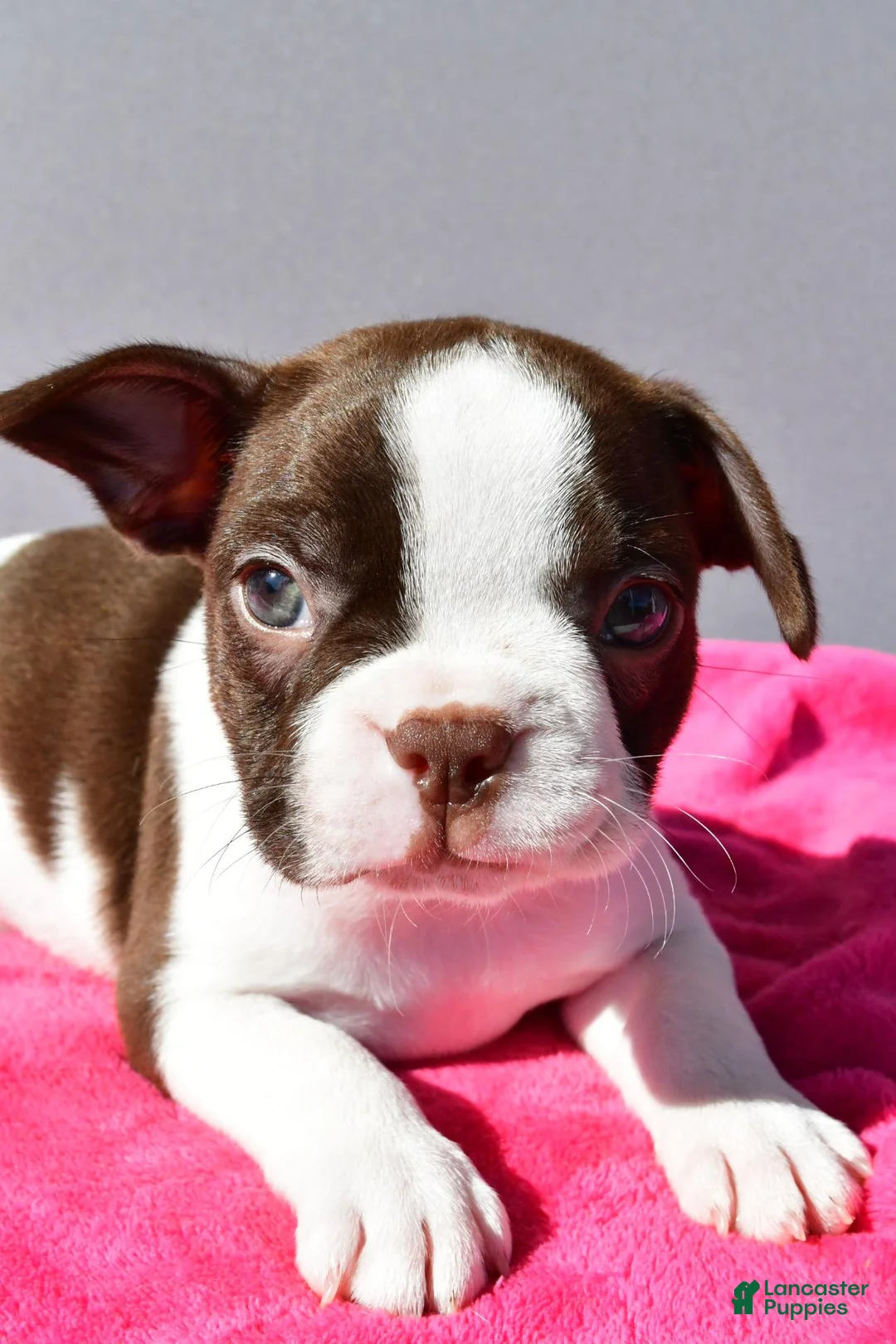 Boston Terrier dogs for sale: Trixie - Ad 1