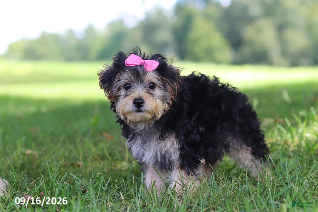 Yochon dogs for sale: Lilac - Ad 2