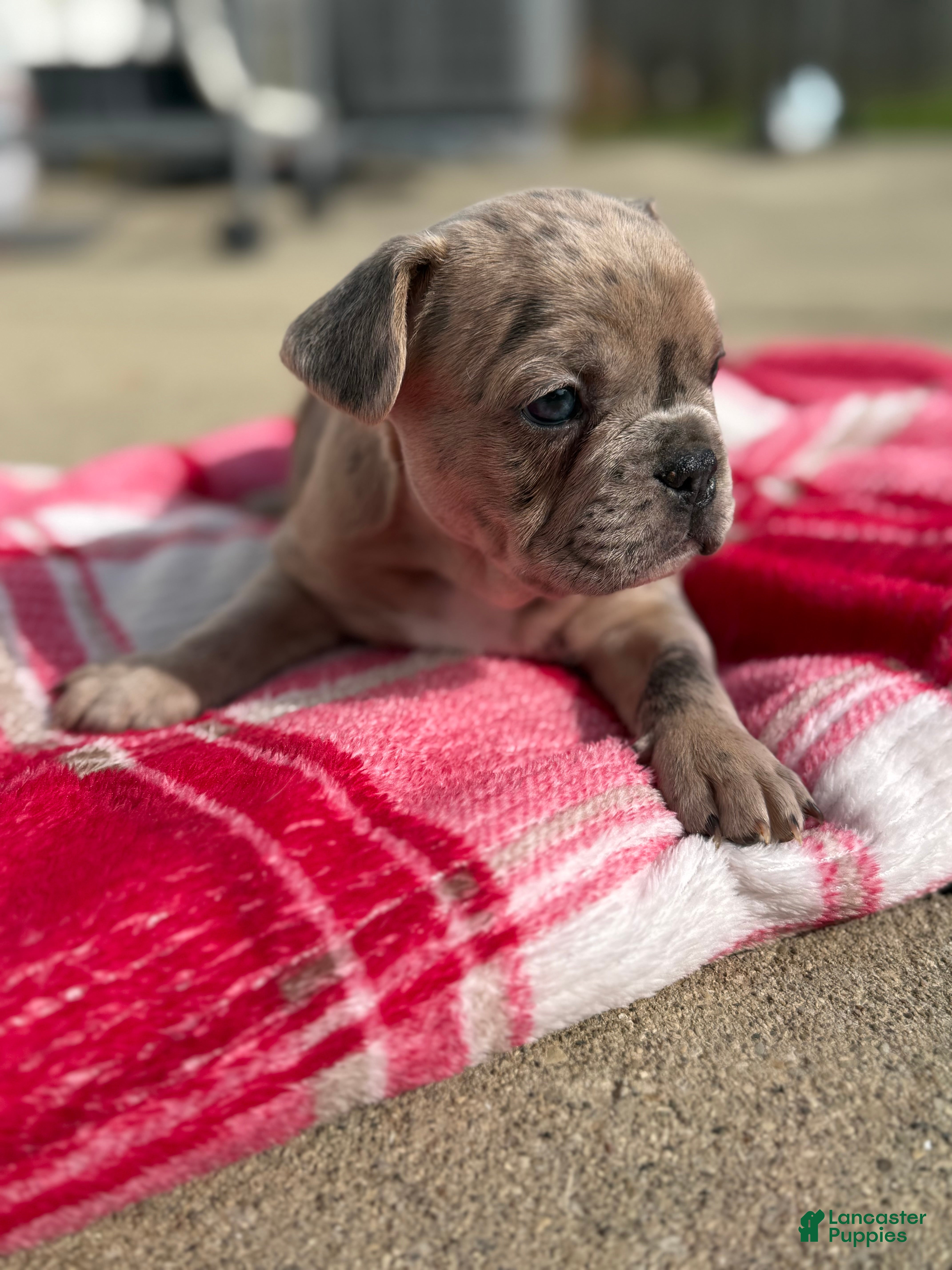 French Bulldog dogs Lilac Merle French Bulldog Puppy 2 - Ad 13