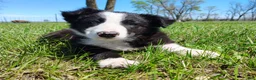 Border Collie dogs for sale: Linus - Ad 2
