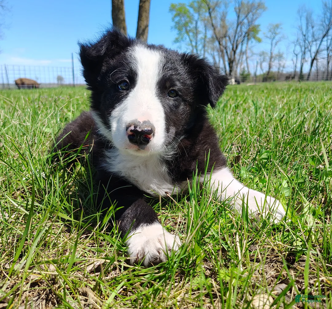 Border Collie dogs for sale: Linus - Ad 2
