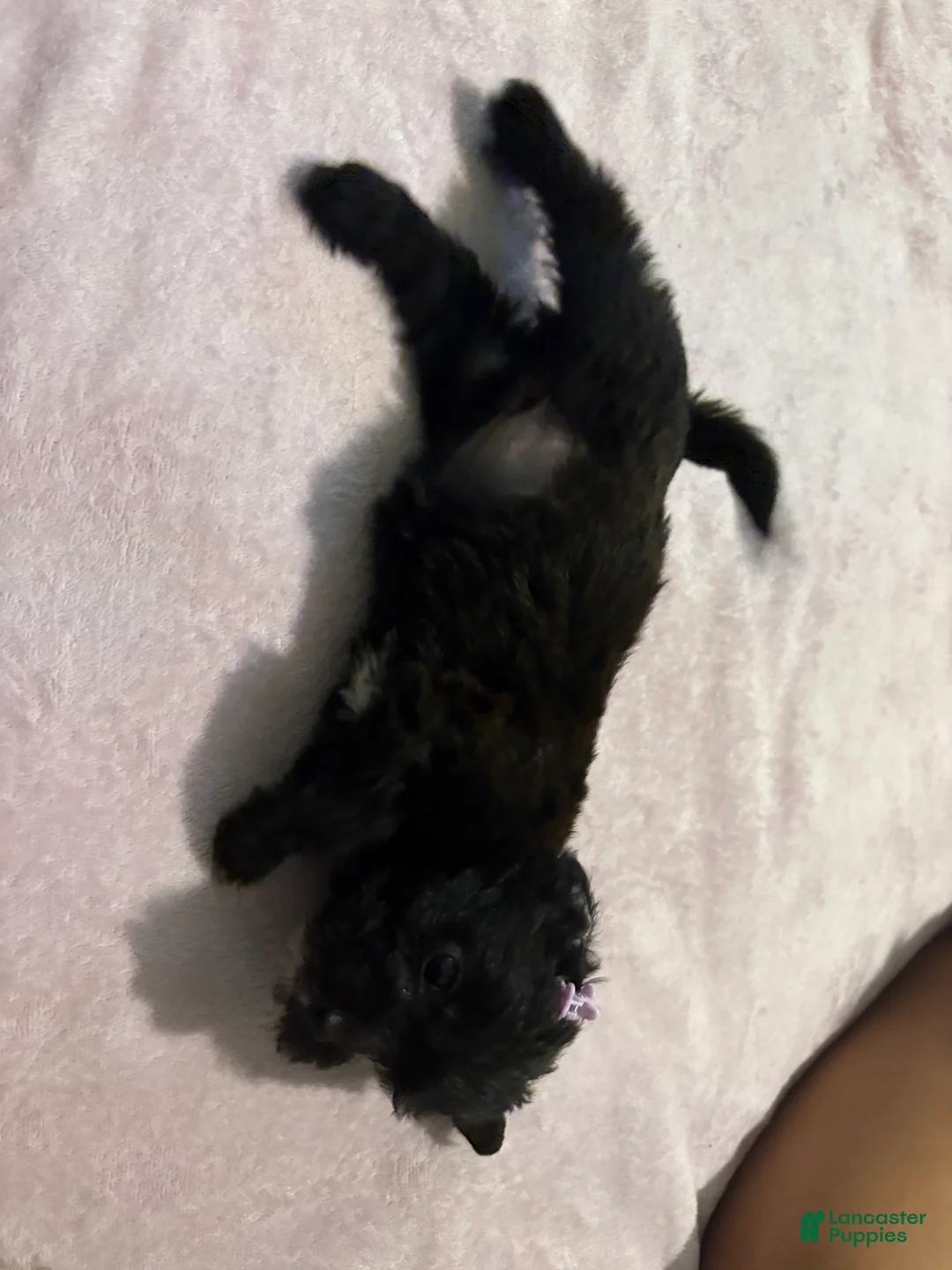 Mixed Breed dogs for sale: 2 Mixed Breed famale dark brown  - Ad 1