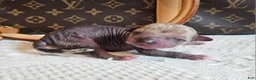 Mixed Breed dogs for sale: Spice  - Ad 3