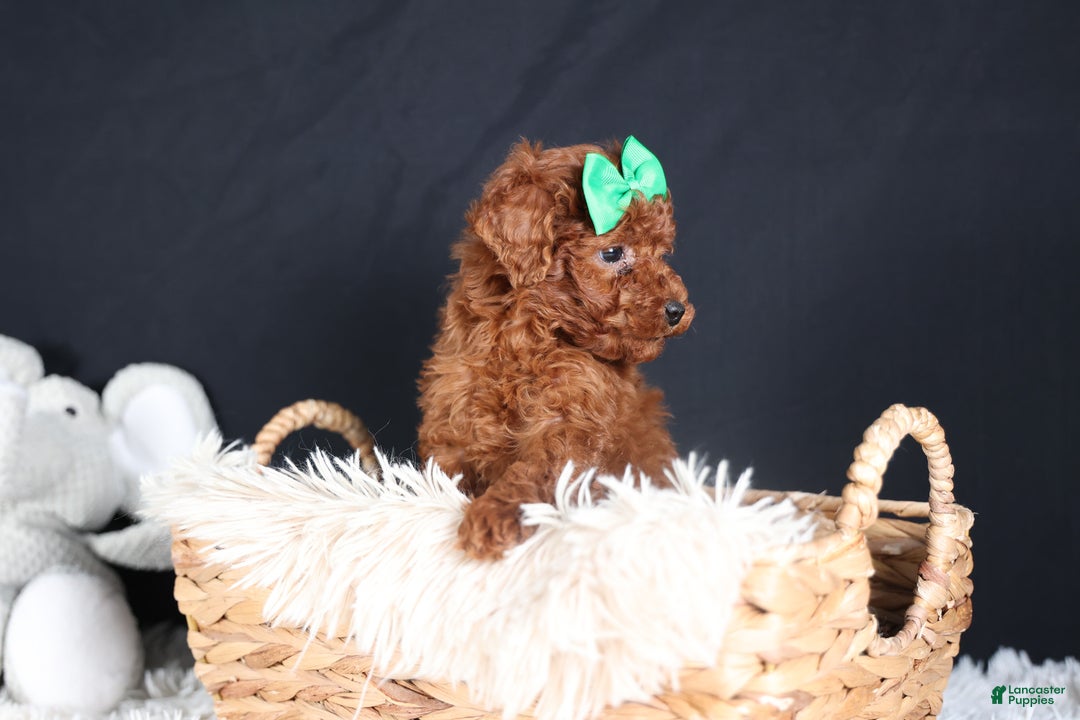 Miniature Poodle dogs for sale: BUSTER - Ad 10