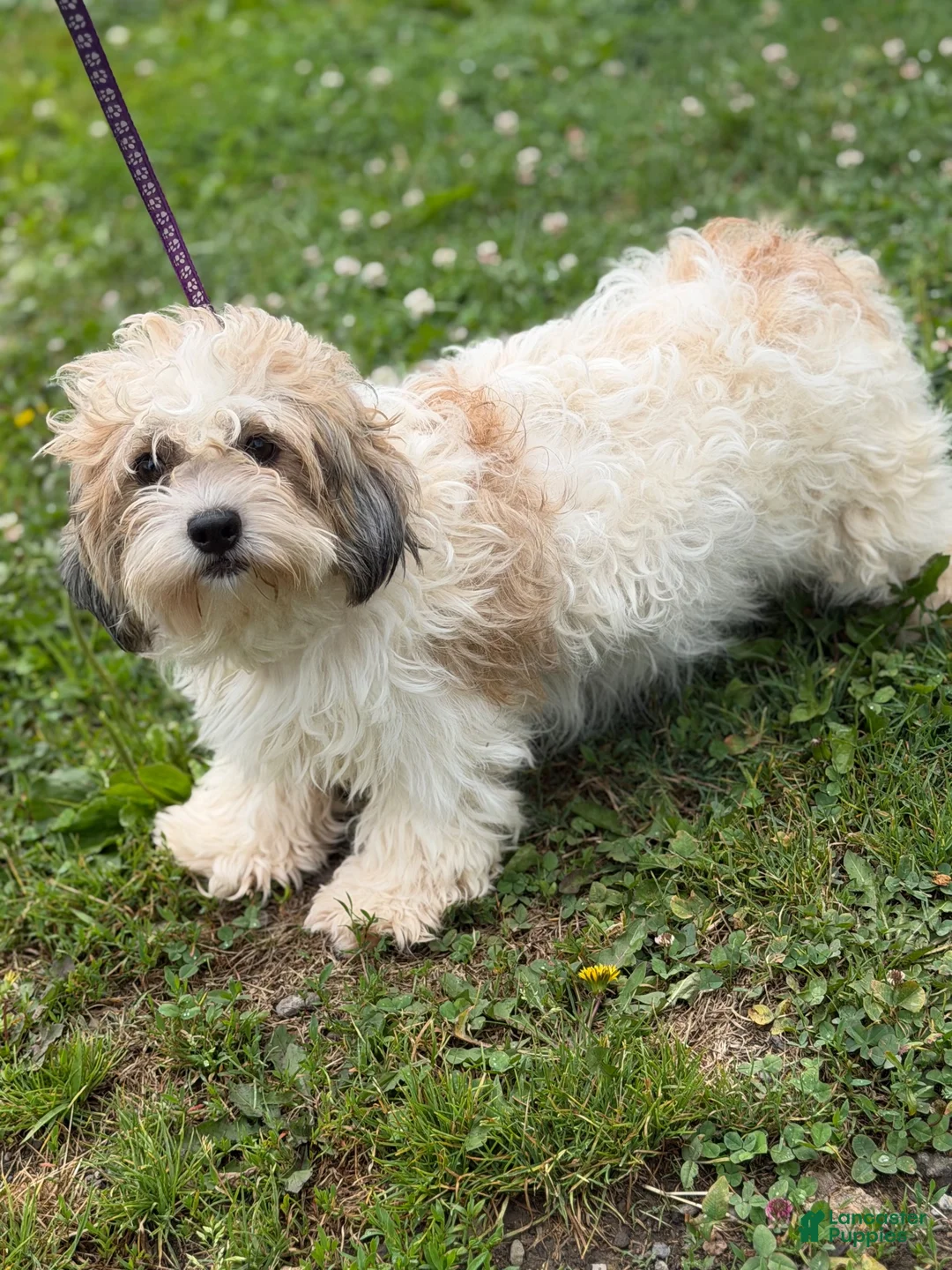 Teddy Bear dogs for sale: Oreo - Ad 5