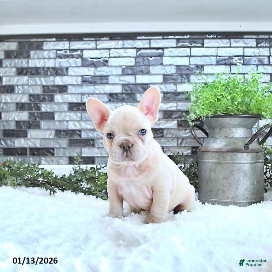 French Bulldog dogs Lulu - Ad 2