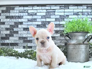 French Bulldog dogs Lainy - Ad 39