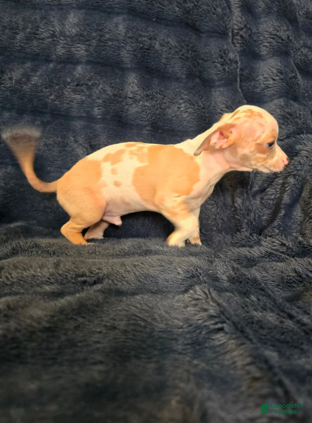Chihuahua dogs for sale: Kash  - Ad 9