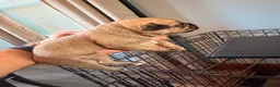 Mixed Breed dogs for sale: Chug 6 - Ad 5