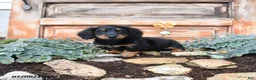 Miniature Dachshund dogs for sale: Randy - Ad 3